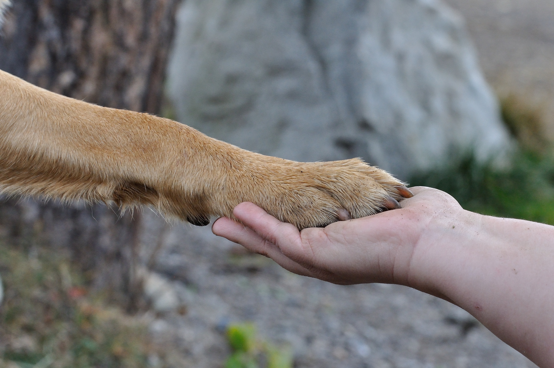 Paw of a Dog on a Human Hand