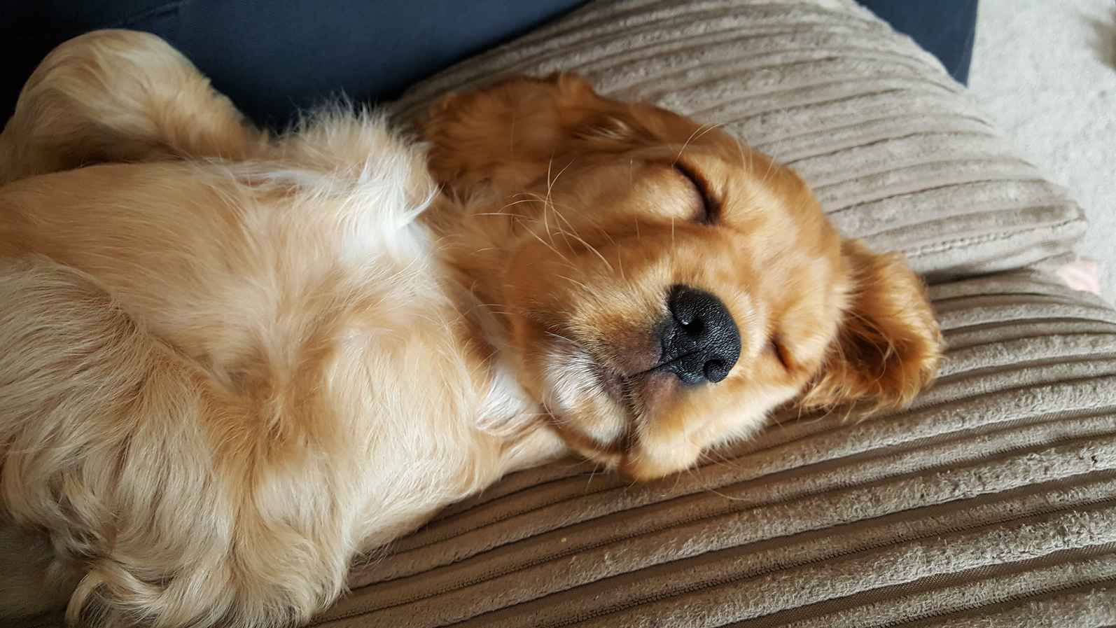 Golden Cocker Spaniel Dog Sleeping