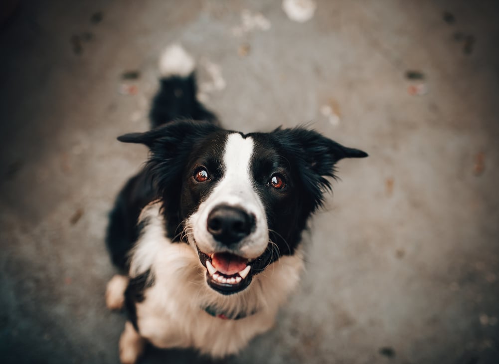 Black And White Dog